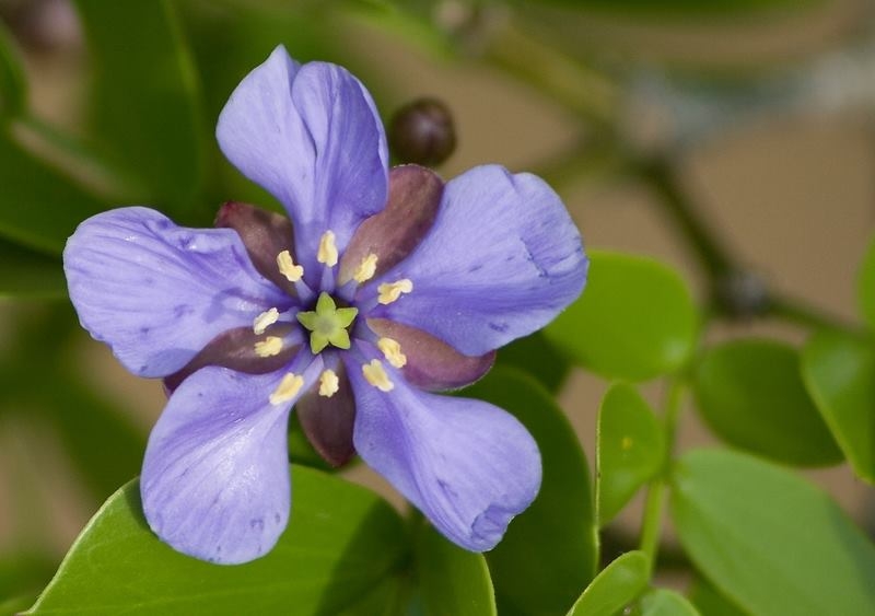 Lignum Vitae Bahamas National Tree